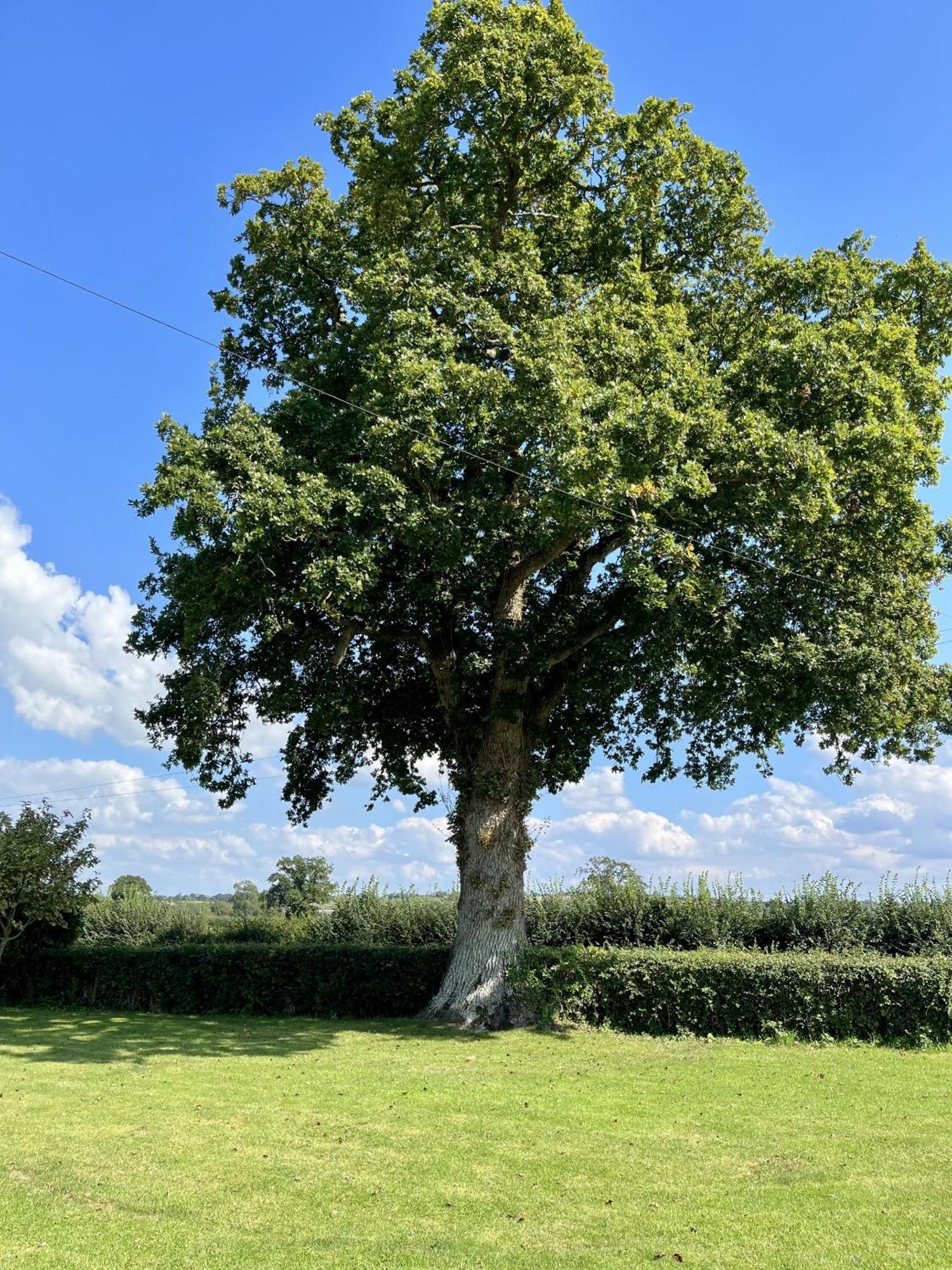 Priors Oak - A Cosy Studio With Countryside Views In Dorset Stalbridge Εξωτερικό φωτογραφία